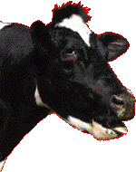Cow_video.gif
