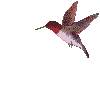 Humming bird 3 - Click image to download.