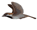 Bird 3 - Click image to download.