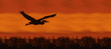 Bird at sunset - Click image to download.