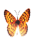 Butterfly 7 - Click image to download.