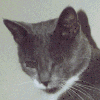 Blinking cat - Click image to download.