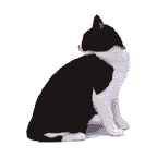 Cat looks back - Click image to download.