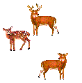 3 deer - Click image to download.
