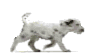 Dalmatian walks - Click image to download.