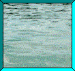 Dolphin in frame - Click image to download.