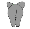 Elephant butt - Click image to download.