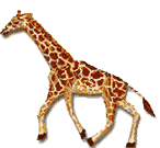 Giraffe walks - Click image to download.