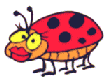 Ladybug_7.gif - (8K)