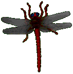 Dragonfly - Click image to download.