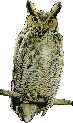 Owl blinks - Click image to download.