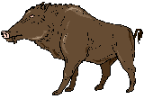Boar - Click image to download.