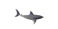 3D shark 2