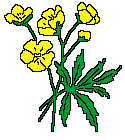 Buttercup - Click image to download.