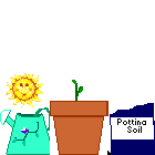 Daisy in pot - Click image to download.
