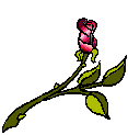 Dark red rose - Click image to download.
