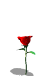 Red rose jumps - Click image to download.