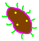 Bacteria - Click image to download.